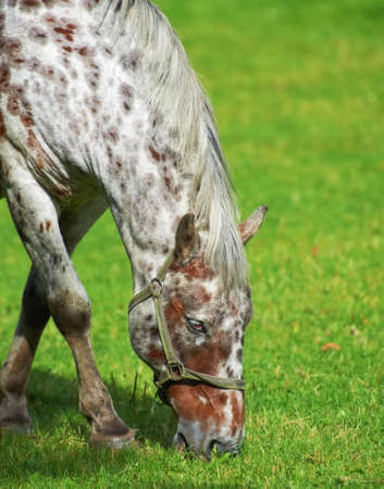 A photo of a Black and white horseの写真素材