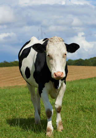 White milch cow with black spots grazing on green grass pasture over blue skyの写真素材