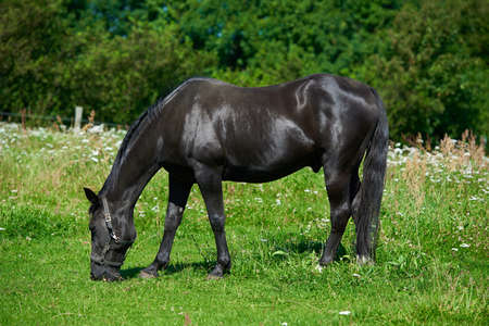 A photo of a black horseの写真素材