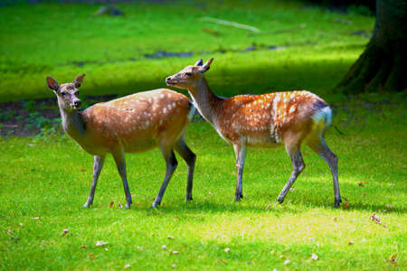 A photo of a deer in natural settingの写真素材
