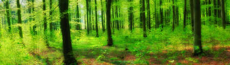 A photo of Sunshine in the green forest
