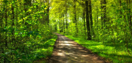 A photo of springtime in the forest