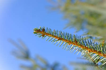 A photo of spring bud - new hope