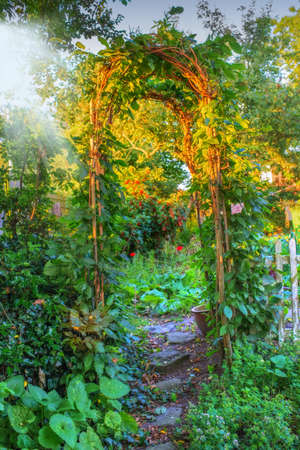 Garden dreams at sunset in summertimeの写真素材