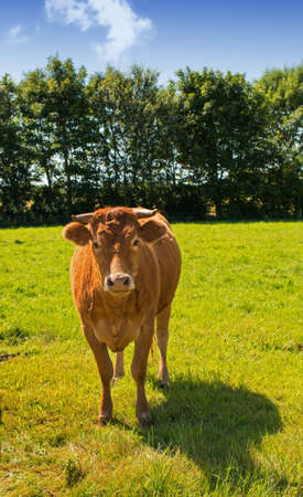 A photo of a red Danish cow