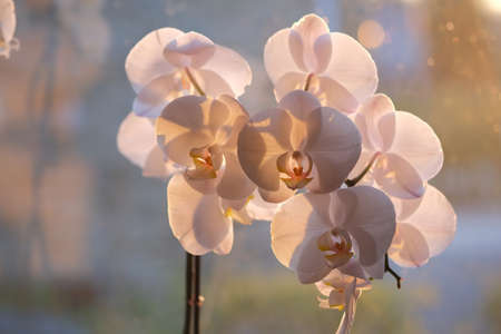  Close-up of white orchids flowers on white backgroundの写真素材