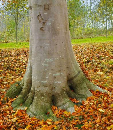 A photo of huge tree in autumnの写真素材