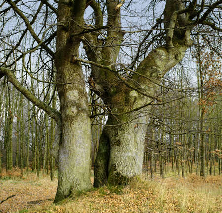 A photo of huge tree in autumn