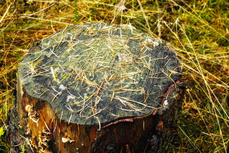 A photo of a tree stumpの写真素材