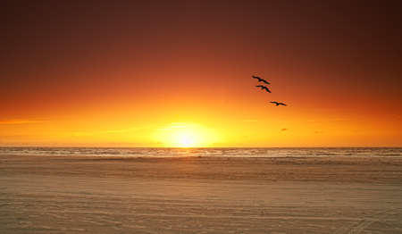 An image of sunrise and birdsの写真素材