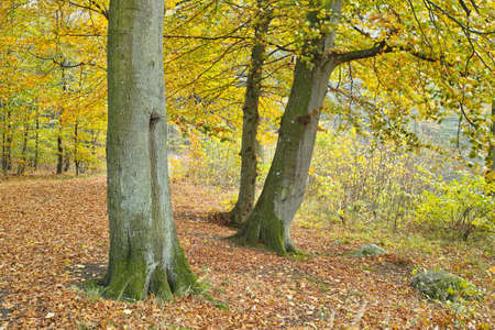 A photo of sunshine and forest in autumn