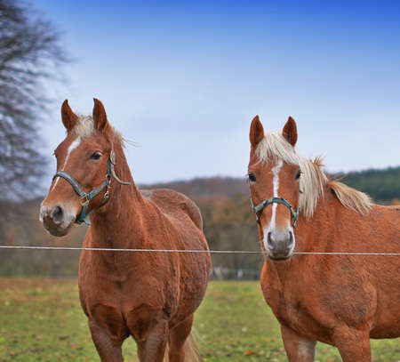 A photo of beautiful brown horses on farmlandの写真素材