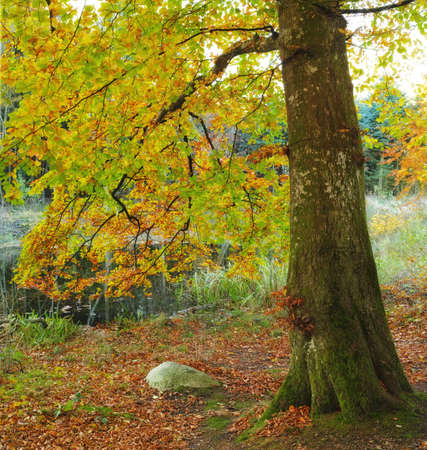A photo of the forest in autumn colorsの写真素材
