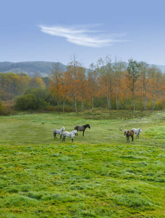 A photo of horses in natural landscapeの写真素材