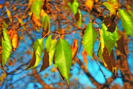 A photo of the forest in the colors of autumnの写真素材