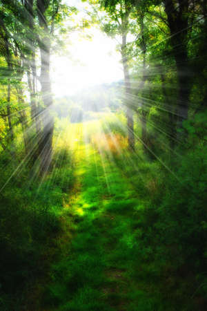 A photo of a pine forest an early morning in autumnの写真素材