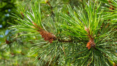 A photo of a pine forest