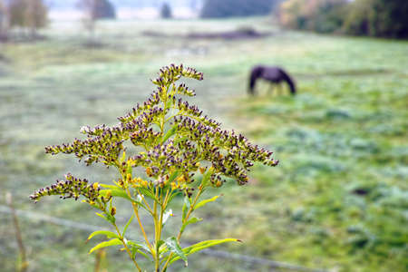 A photo of Danish farmland and countrysideの写真素材