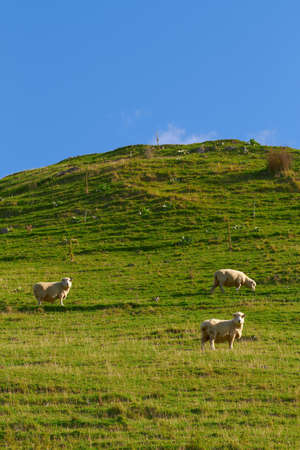 A photo of sheep in New Zealandの写真素材