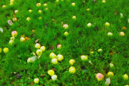 A photo of applesの写真素材