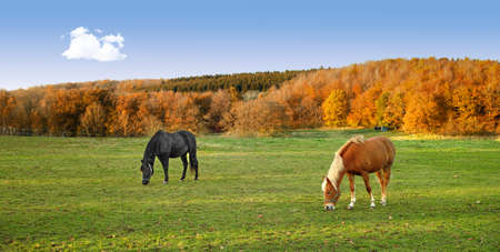 A photo of horses on a field - autumnの写真素材