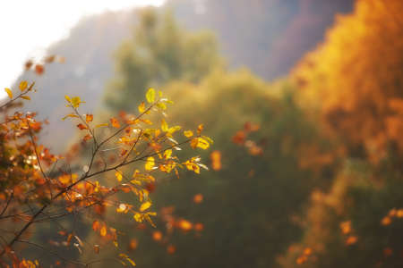A fall photo of the forest in all its colors of autumnの写真素材