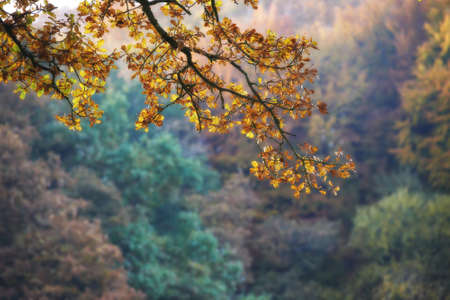 A fall photo of the forest in all its colors of autumnの写真素材