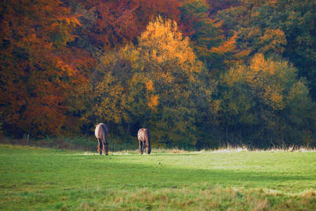 A photo of horses in th e autumnの写真素材