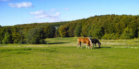 A photo of horse in natural setting