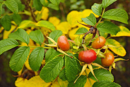 A photo of rose hip in autumnの写真素材