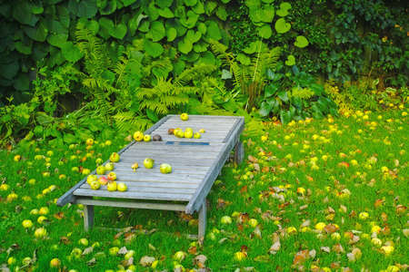 A photo of a lounger in autumnの写真素材