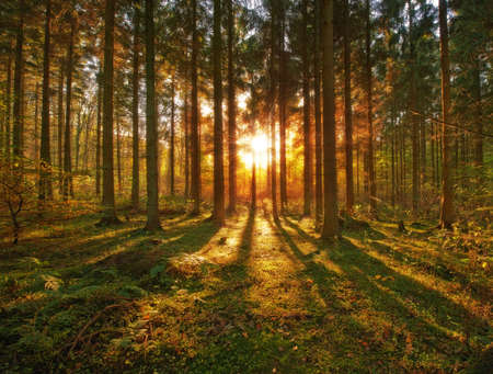 A photo of pine forest at sunsetの写真素材