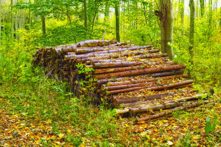 A photo of A  pile of woodの写真素材
