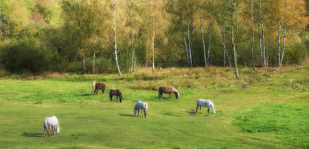 A photo of horses in natural settingの写真素材