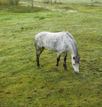 A photo of a white horseの写真素材