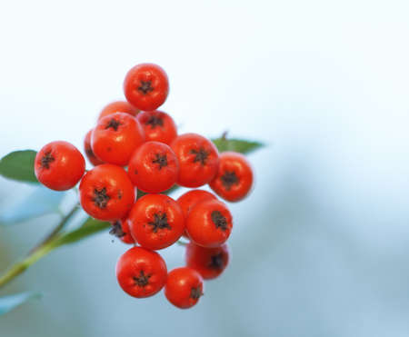 A photo of rowan berries in natural settingの写真素材