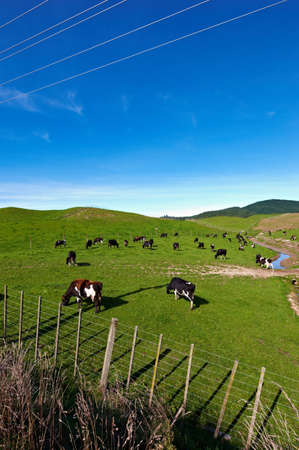 A photo of cows on a green fieldの写真素材