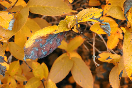 A photo of autumn leavesの写真素材