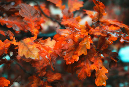 A photo of autumn leavesの写真素材