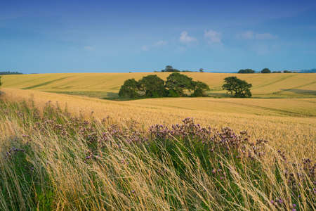A photo of a cornfield の写真素材