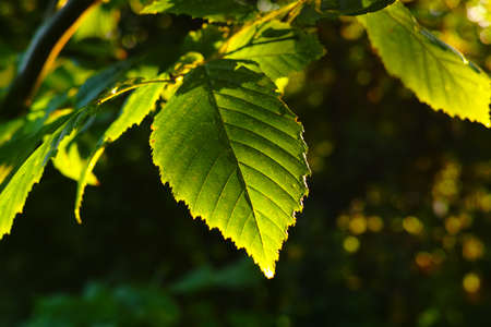 Colorful background of leaves in autumn colors の写真素材