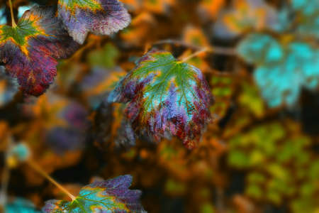 Colorful background of leaves in autumn colors の写真素材