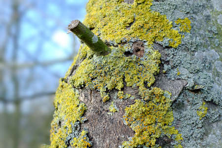 A photo of bark - useful as backgroundの写真素材