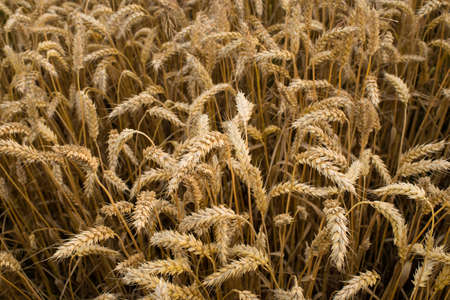 A photo of a wheat field