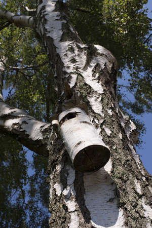 An image of a Rustic Forest Bird Houseの写真素材