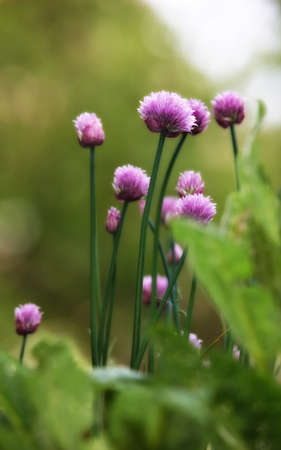 An image of blue garden flowers