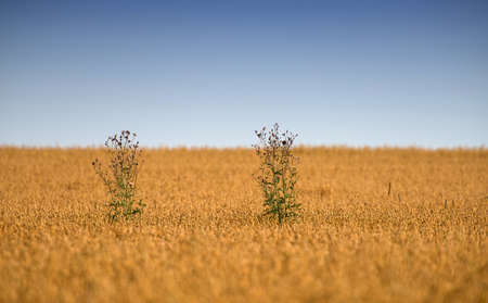 A photo of a wheat fieldの写真素材