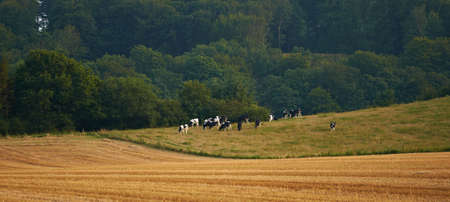 A photo of Brown cows in landscapeの写真素材