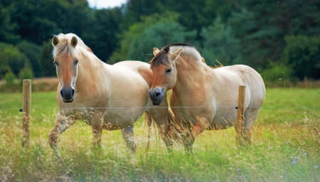 A telephoto of horses in natural setting