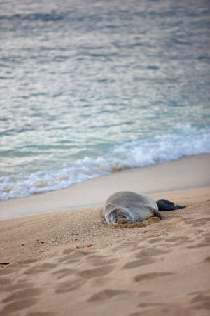 a photo of a seal on a beach, Oahu, Hawaiiの写真素材